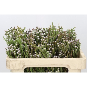 Kaaps Groen Spray Brunia