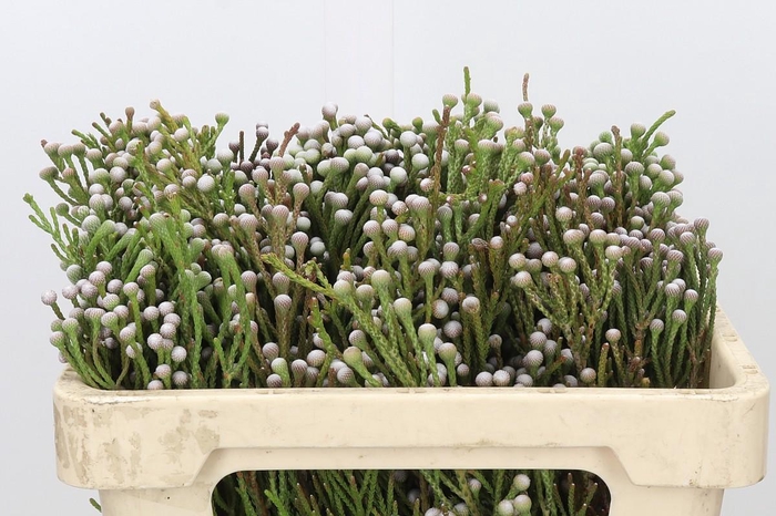 <h4>Kaaps Groen Spray Brunia</h4>