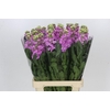 Matthiola Iron Hot Pink