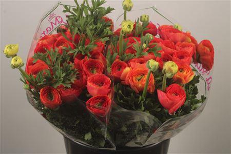 <h4>Ran.. Su Red 302 Extra</h4>