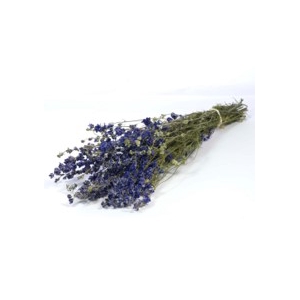.Delphinium nat.blue