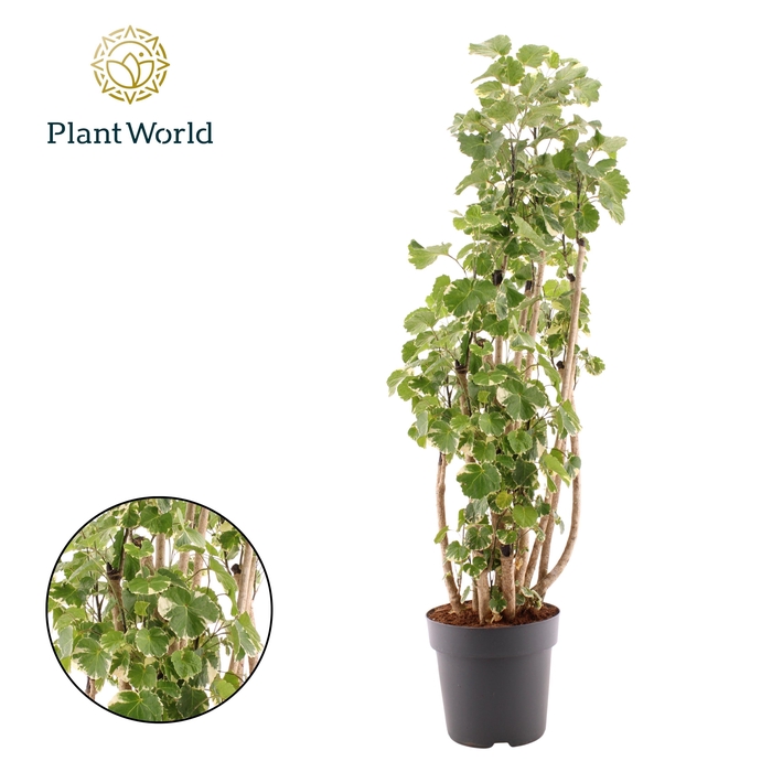 <h4>Polyscias Balfouriana vertakt</h4>