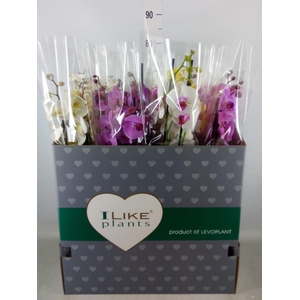 Phalaenopsis   ...mix