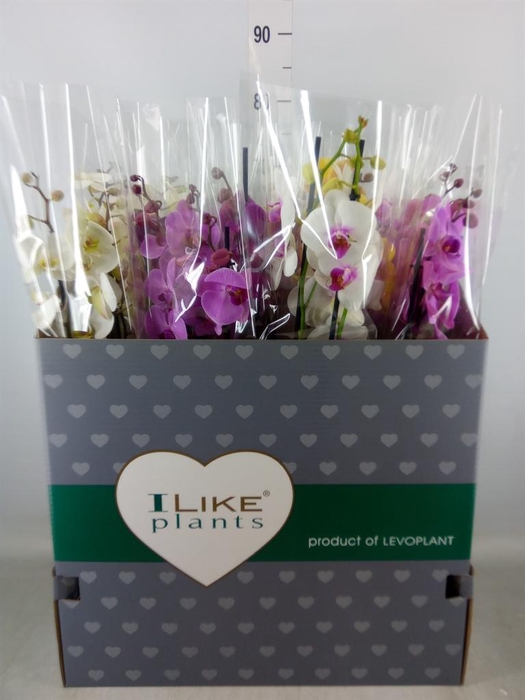 <h4>Phalaenopsis   ...mix</h4>