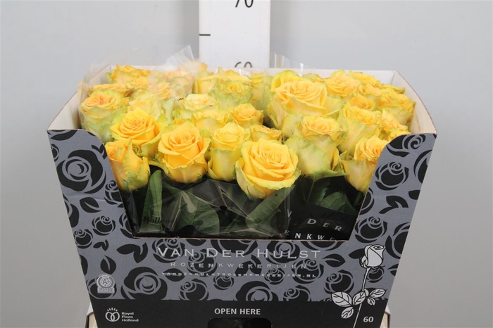<h4>R Gr Lemon Finess</h4>