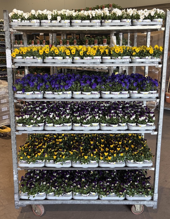 <h4>VIO CO MIXK</h4>