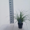 Pennisetum alopecuroides