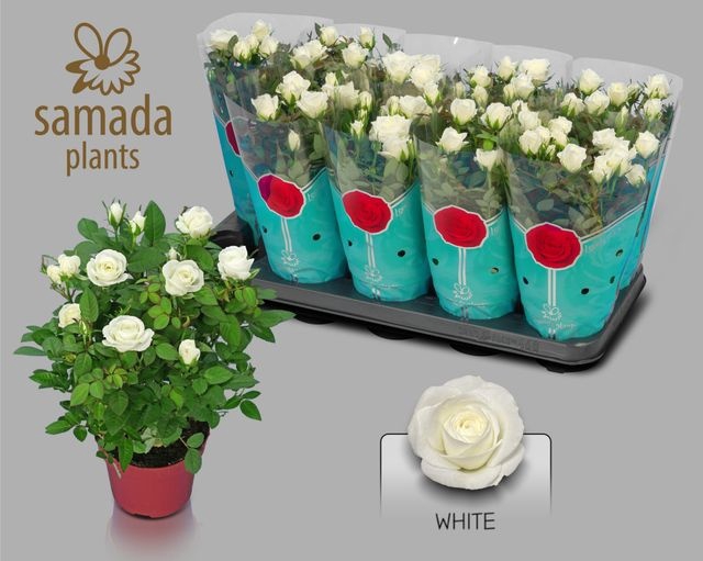 <h4>ROSA ALASKA STAR P12</h4>