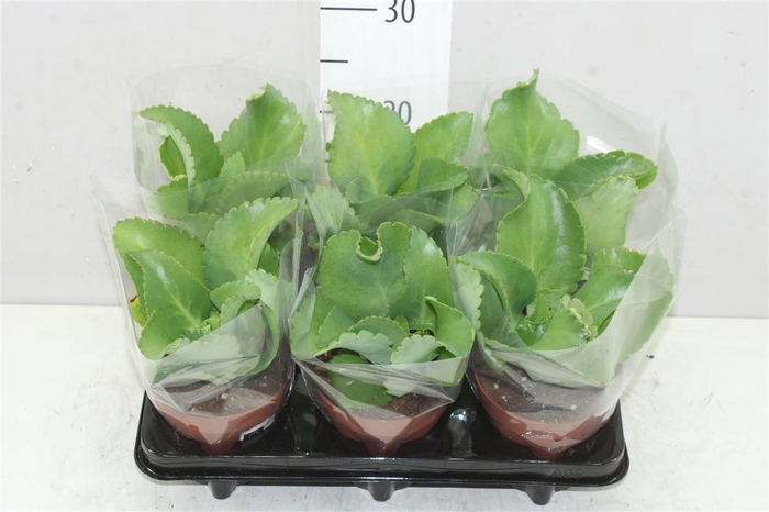 <h4>Kalanchoe Daigremontiana</h4>