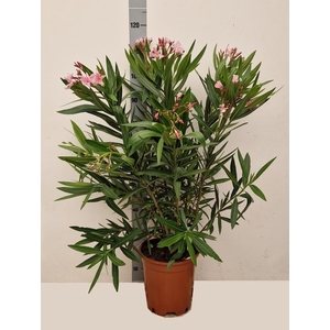 NERI OLEANDER