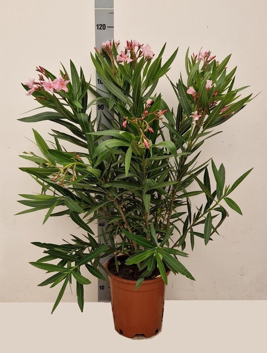 <h4>NERI OLEANDER</h4>