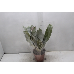 AECHMEA FASCIATA P17