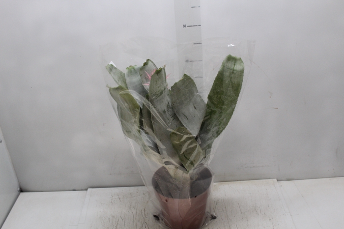 <h4>AECHMEA FASCIATA P17</h4>