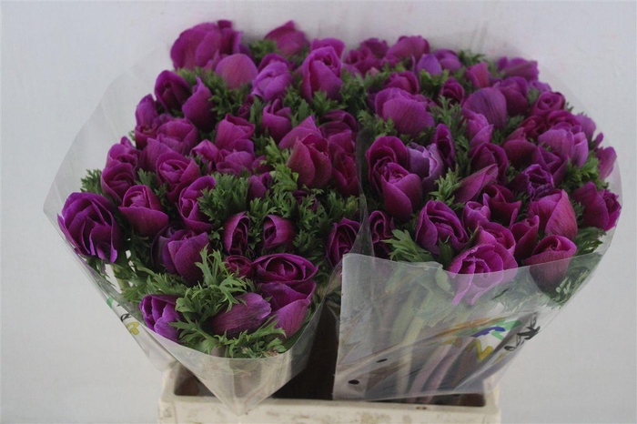 <h4>Anem Mistral Orchid</h4>