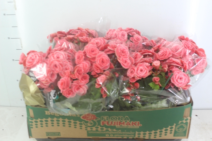 <h4>BEGONIA BALADIN P15</h4>