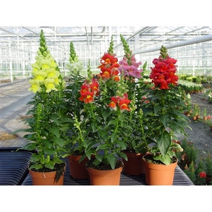 Antirrhinum majus Mixkar p10,5