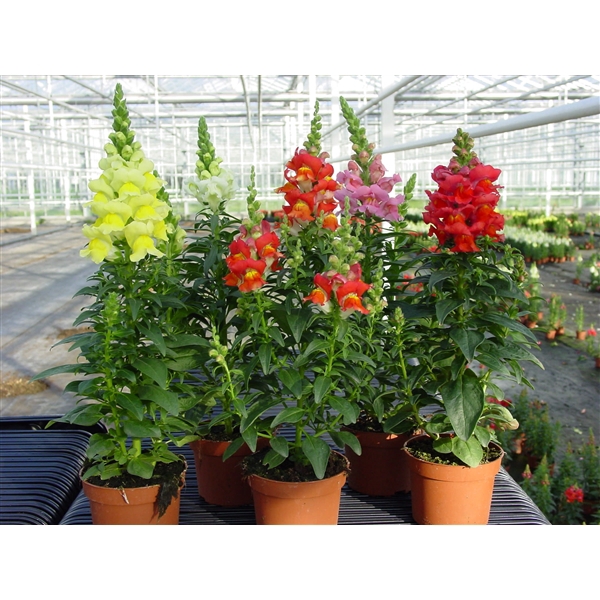 <h4>Antirrhinum majus Mixkar p10,5</h4>