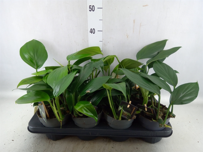 <h4>Philodendron   ...</h4>