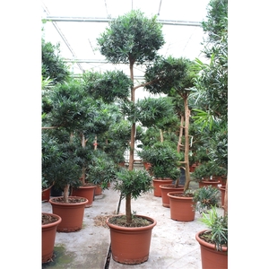 Podocarpus macrophylla