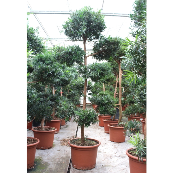 <h4>Podocarpus macrophylla</h4>