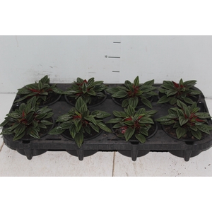 PEPEROMIA CAPERATA ROSSO C13