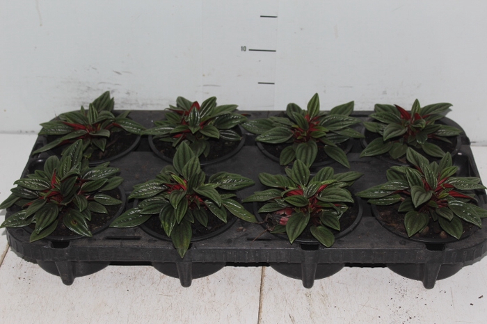 PEPEROMIA CAPERATA ROSSO C13