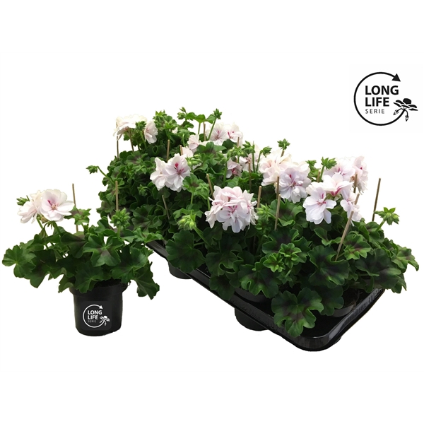 <h4>LongLife Peltatum Double White</h4>
