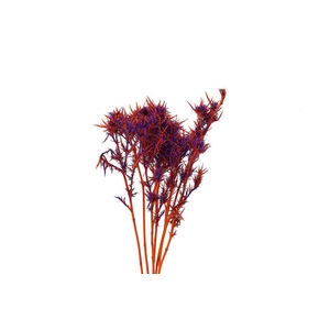 Dried Artz Cardi Vermeer Bunch