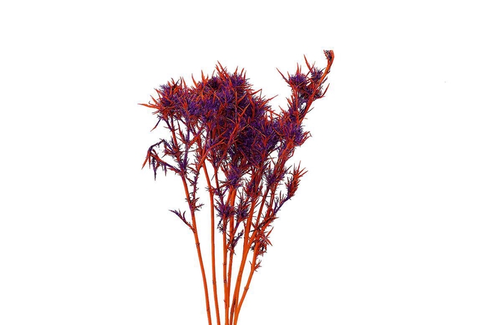 Dried Artz Cardi Vermeer Bunch