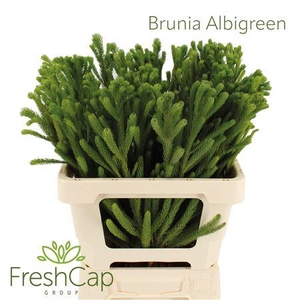 Brunia Albigreen