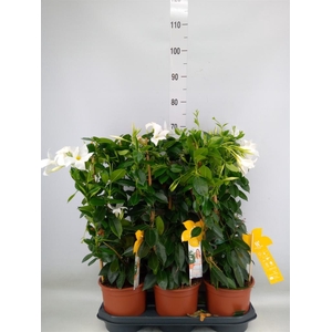 Mandevilla sand. 'SumStar White'