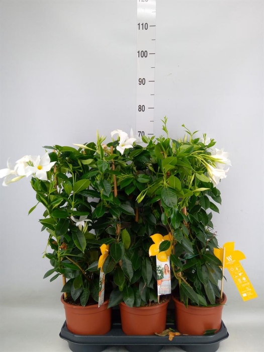 <h4>Mandevilla sand. 'SumStar White'</h4>