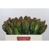 Leucadendron Laurel Yellow