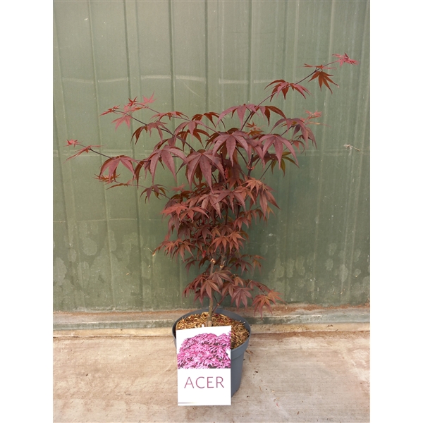 <h4>Acer pal. Bloodgood</h4>