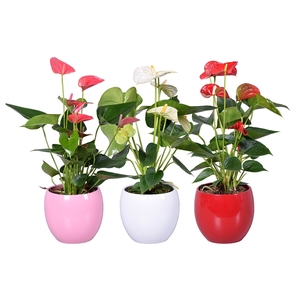 Anthurium Ton sur Ton in diverse kleuren bolpot