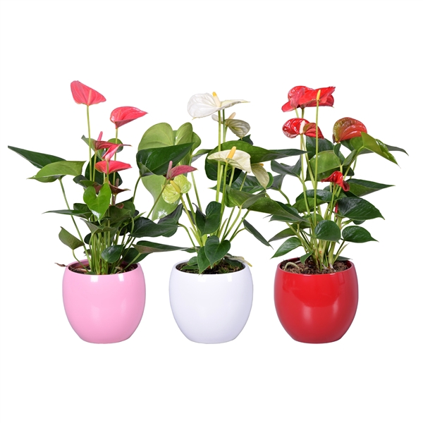 <h4>Anthurium Ton sur Ton in diverse kleuren bolpot</h4>