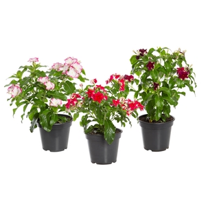 VINCA PRECIOSA P15