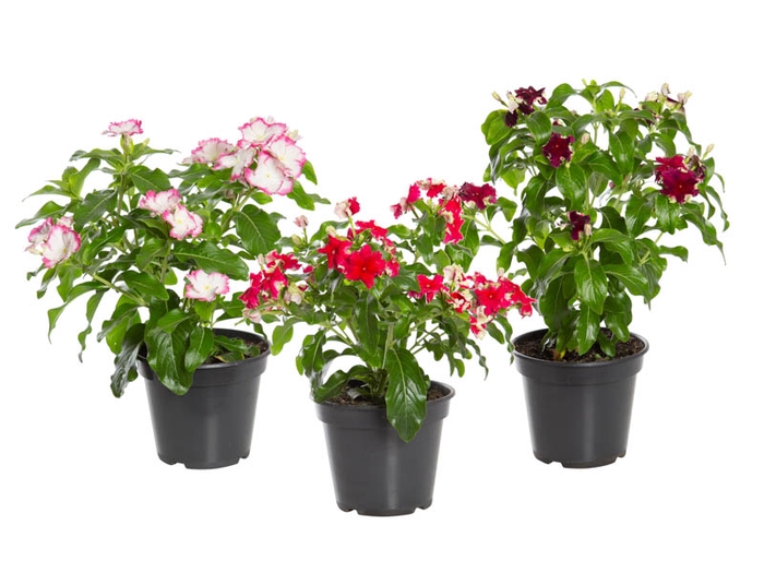 <h4>VINCA PRECIOSA P15</h4>