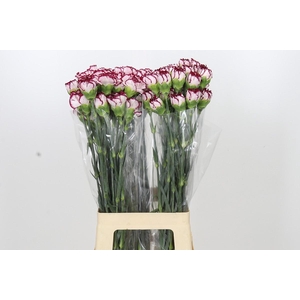 Dianthus St Olympia