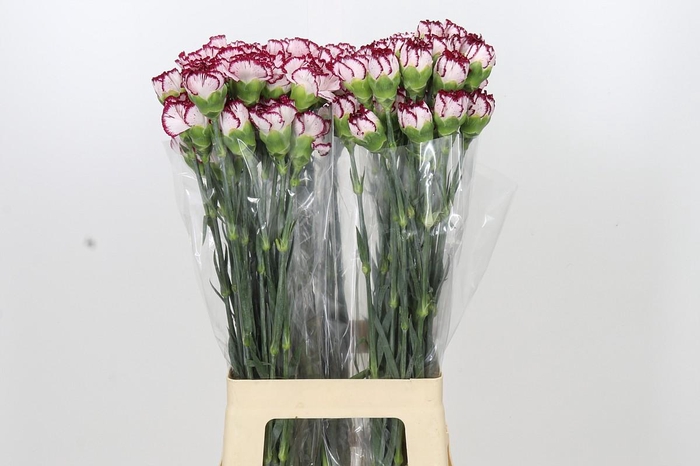 <h4>Dianthus St Olympia</h4>
