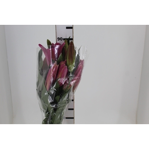 LIRIO MALDANO 090 CM HT 2/3 FLS ROSA