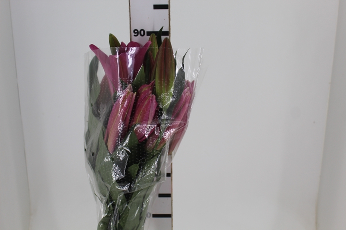 <h4>LIRIO MALDANO 090 CM HT 2/3 FLS ROSA</h4>