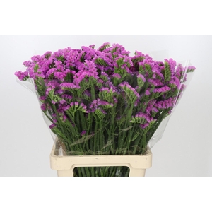 Limonium Sinuatum Crystal Cerise