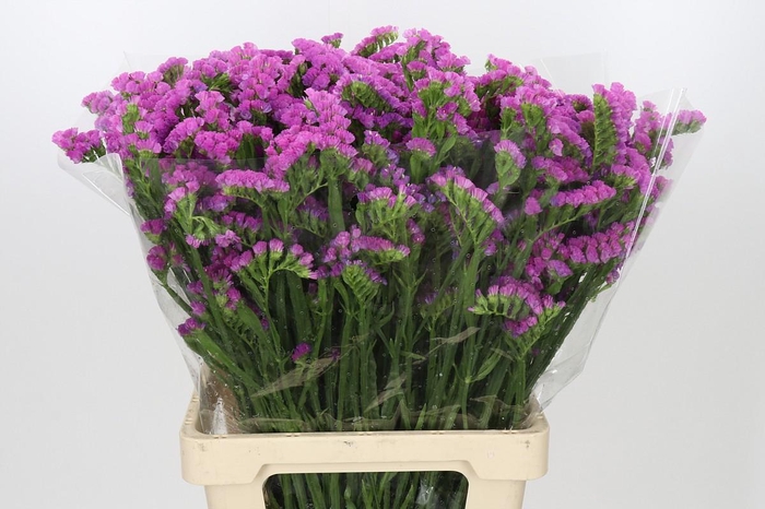<h4>Limonium Sinuatum Crystal Cerise</h4>