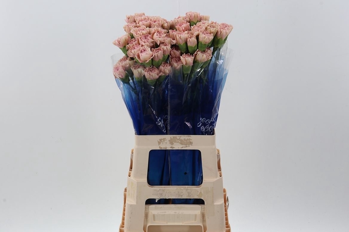 <h4>Dianthus ST 'Creola'</h4>