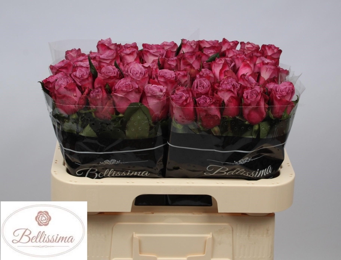 <h4>R GR MOODY BLUES!</h4>