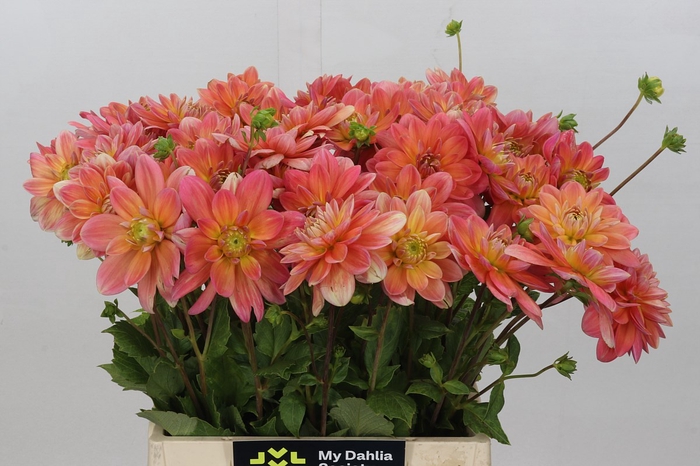 Dahlia Salmon