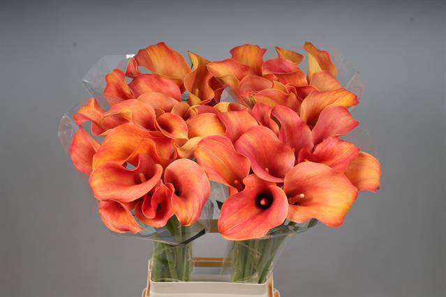<h4>Zantedeschia callista</h4>