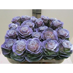 Brassica Purple Star