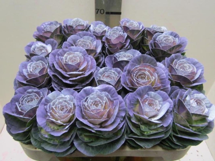 Brassica Purple Star